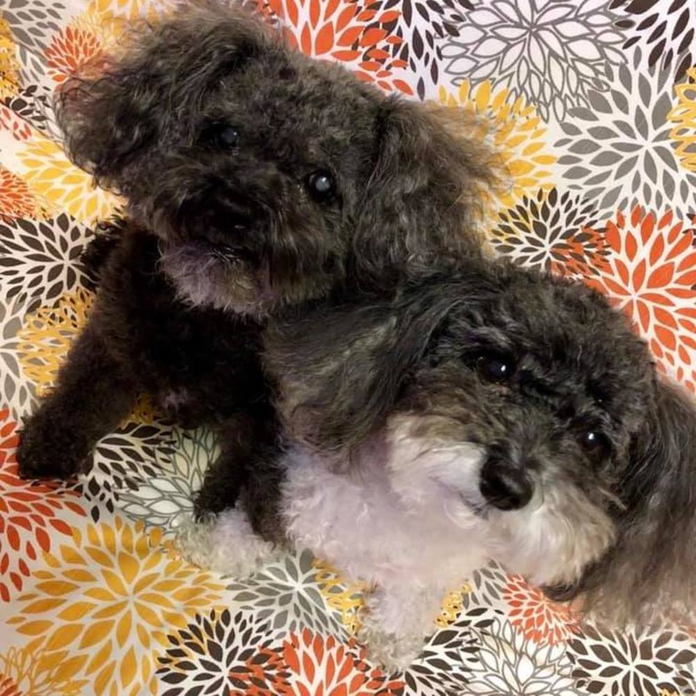 Meet your Posher, Marilyn